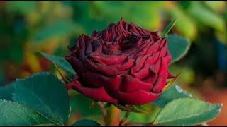 Beautiful Natural flowers 773 Live Stream