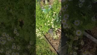 Harvesting Volunteer Chamomile