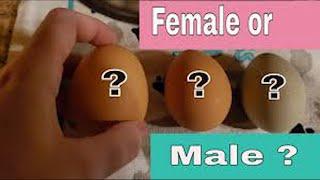 How To Make Selection And Differentiate Between A Male And Female Chick, Rough And Smooth Egg - Isa