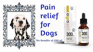 Pain relief for Dogs