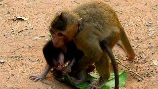 Why this monkey mistreats baby monkey Sweetie like this?