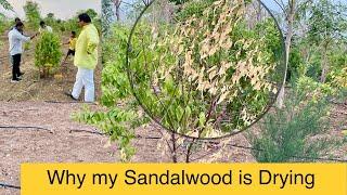 How We can save Sandalwood from Drying - Darvi Group experience - Farm Visit,