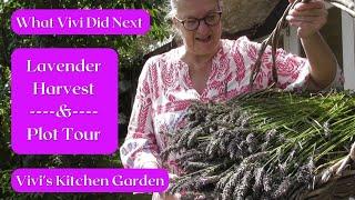 Vivi's Kitchen Garden: Lavender harvest & a plot tour (?!)