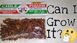 CHILE PIQUIN Productos Del Campo / Can I Grow A TRUE Piquin?..