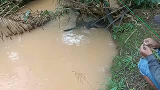 PALING REKOR MANCING IKAN LELE JUMBO DI COMBERAN SUNGAI MAS BRO ...