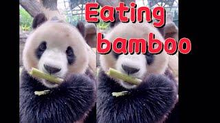 Cute Panda eating bamboo ——their favorite food 大熊猫吃竹笋