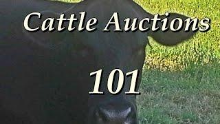 Cattle Auctions 101 | Learning To Make Money At Auctions