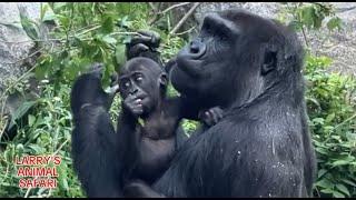 Baby Gorilla - Jameela #19 with Kunda with Kayembe        #gorillas