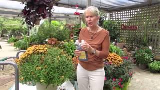 How To Trim Your Fall Chrysanthemums For A Second Bloom!