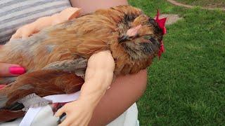 When You Dress A Chicken THIS Happens.....