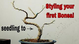 How to styling your Bonsai tree? (Curve bonsai tree.)