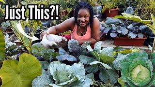 Just This One Organic Fertilizer For Perfect Cabbages ||How To Grow Cabbages From Seeds  In Pots