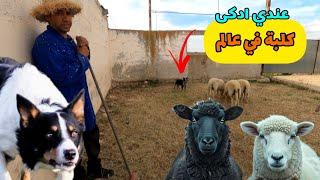 تدريب من ادكى...حيوانات في عالم