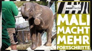 Wuppertal Zoo: Elephant MALI's training progress | zoos.media