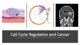 Cell Regulation and Cancer