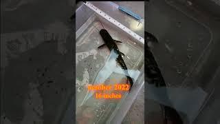 Tiger Shovenose Catfish 14 months Growth Rate #shorts