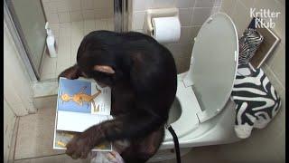 Humanized Chimpanzee Starts His Day Reading Books On The Toilet, And.. | Kritter Klub