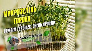 МИКРОЗЕЛЕНЬ ГОРОХ - ВЫРАЩИВАНИЕ ДОМА ПОЛЬЗА  МИКРОЗЕЛЕНЬ ДОМА  СЫРОЕДЕНИЕ ВЕГАНСТВО ВЕГЕТАРИАНСТВО