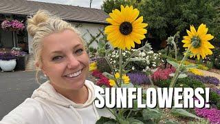  Planting ALL the Sunflowers for Summer! 