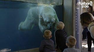 Aalborg Zoo - De vildeste familieoplevelser 2