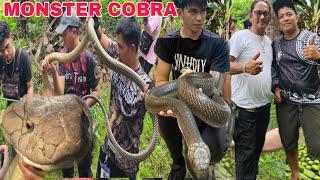 MONSTER KING COBRA NAHULI SA BUKID....Kinakatakutan ng buong brgy nahuli ..@cobraprince4601