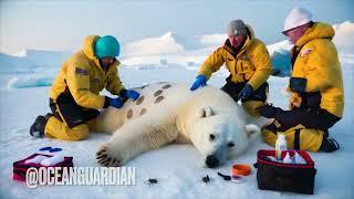 Saving a Polar Bear from a Bug Infestation | Ocean Guardian