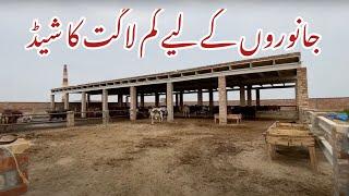 Low Cost Shed for animals | Cheap shed construction for animal Pakistan | Cattle farming Pakistan