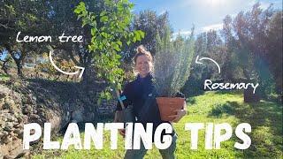 Planting Tips 🪴 Simple steps for success in your garden + cooking up some wild purslane ‍