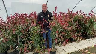 Red Robin Evergreen Hedging