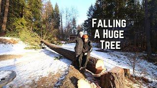 Preparing To Build Our Off Grid Home | Falling A Huge Tree