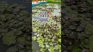 台北街景 台湾 台北の街並み Taiwan Taipei street scene 타이베이 거리 풍경