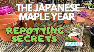 How YOU can grow Japanese Maples in Pots: Simple Success!