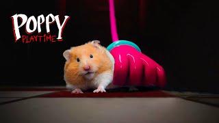 Hamster in the Digital Circus  Poppy Playtime  Rainbow Friends  Garten of Banban