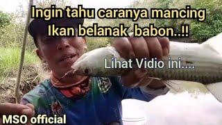 lihat cara tehnik dan skil mancing belanak babon