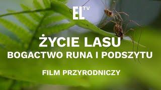 Życie lasu. Bogactwo runa i podszytu