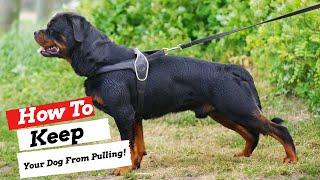 How To Keep Your Dog From Pulling On The Leash | Big Dog Tips!