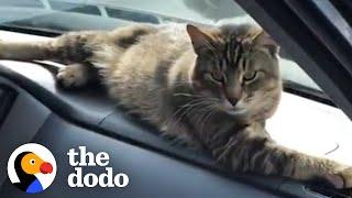 Stray Cat Decides To Work At A Car Shop And Greet Every Customer | The Dodo Cat Crazy