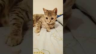 my cat #shorts #YouTube.