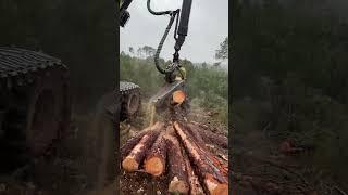 Procesadora 1270h #madera #forest #woodworking #harvest #forester #harvesting #forestry #harvester