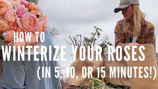 NO TIME? How to WINTERIZE in 5, 10, or 15 minutes (plus peonies, cover crops, lavender and more!)