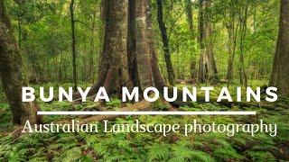 Morning light in the Bunya Mountains | Australian Landscape photography.