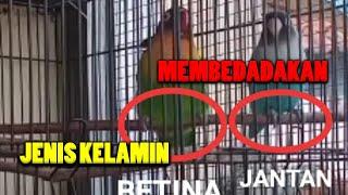 CARA MEMBEDAKAN JENIS KELAMIN LOVEBIRD JANTAN DAN BETINA