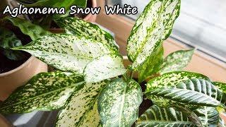 Aglaonema Snow White Repoting & Care tips!  a well-growing house plant