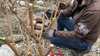 Buddleja davidii (Butterfly Bush) pruning