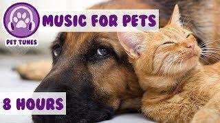 8 HOURS OF PET MUSIC! Relaxing Music to Soothe and Comfort Pets and Help Calm and Reduce Anxiety! 