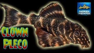 Unboxing Clown Pleco in the Fish Room Aquabids