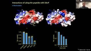 Raphael Hofmann – Site-specific protein modification at internal lysine  using E2 conjugating Ubc9