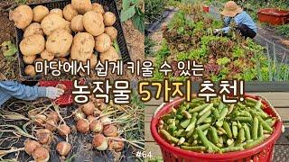 Recommending 5 vegetables that are easy to grow, steaming potatoes, seasoned lettuce, grilling pork