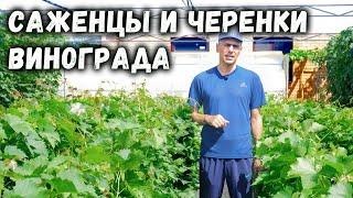 Саженцы и черенки винограда -  ПРИЁМ ЗАКАЗОВ