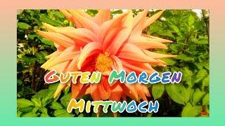 Guten Morgen Mittwoch Schönen Guten Morgen und einen tollen Mittwoch Herzliche Grüße zum Mittwoch